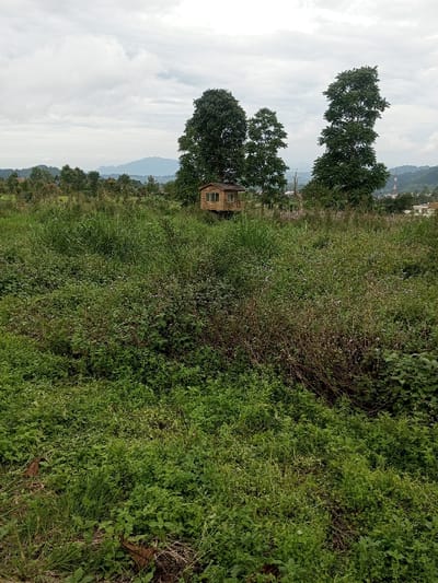 The image portrays an outdoor scene within the city of Abbireddygudem, India, under an overcast sky. The foreground is occupied by dense, unmaintained green vegetation, consisting of various grasses, shrubs, and weeds, with some dry leaves visible on the ground. In the middle distance, an elevated, small, light-brown wooden structure, resembling a cabin or treehouse, is observed. It features a visible multi-paned window and a dark-colored roof. This structure is positioned amidst three prominent tall trees with dense green foliage. Additional trees and vegetation extend behind the structure. The background reveals hazy hills or mountains. To the far right, partial views of light-roofed buildings and a faint vertical structure, possibly a communication tower or utility pole, are present, indicating urban proximity. No individuals, discernible actions, or interactions are visible within the frame.