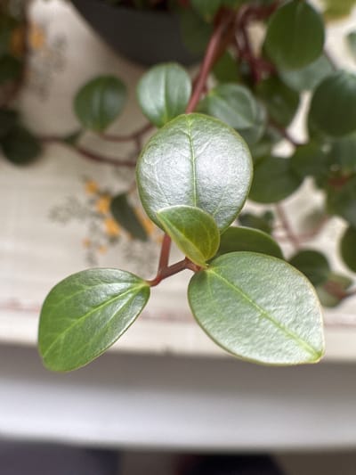 A close-up photograph shows a portion of a houseplant, likely a Peperomia obtusifolia (Baby Rubber Plant), against a blurry background. The plant features rounded, glossy green leaves attached to reddish-brown stems. In the background, a blurred floral patterned surface is visible, along with a plain white vertical surface. The location of Novo-Nikol'skoe, Russia, is not determinable from the visual information.