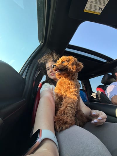 In Krivina, Bulgaria, an individual is seated in the passenger seat of a vehicle, holding a small, ginger-colored dog. The dog is perched on the individual's lap, facing to the left and looking upwards with its tongue slightly out. The individual's left arm is visible, resting on their thigh, and they are wearing a watch on their left wrist. The individual has dark, curly hair and is wearing a light-colored t-shirt. The interior of the car is visible, including black upholstery and a sunroof. Sunlight streams through the sunroof, casting a warm glow on the dog. In the background, another person is visible in the driver's seat, wearing a white t-shirt. A warning sticker is affixed to the sun visor of the vehicle. The sky outside is a clear blue.