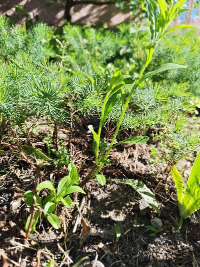 The image depicts a close-up view of a patch of ground with various plants growing in it. The foreground shows dark soil mixed with dry leaves, twigs, and small stones. Several small green plants are emerging from the soil, with some having broad leaves and others having needle-like foliage. In the middle ground, a taller green plant with fuzzy stems and narrow leaves rises prominently, its top leaves illuminated by sunlight. Behind this, a dense growth of feathery, bright green foliage is visible, suggesting a cluster of coniferous plants. The background is blurred, showing dappled sunlight filtering through what appears to be tree branches and casting shadows on a lighter surface, possibly a wall or fence. The overall impression is of a natural, untended area, likely outdoors. The location is specified as Чонкаўскі сельскі Савет, Belarus.