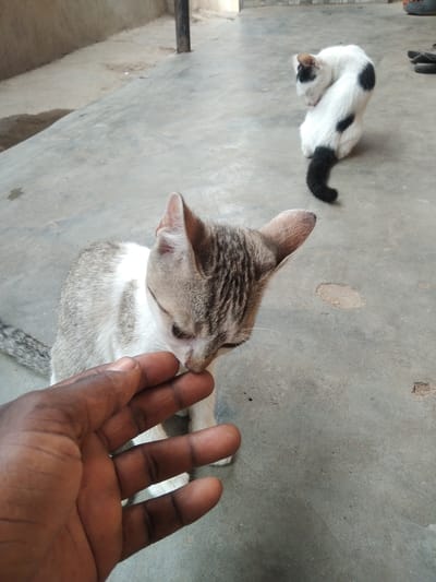 On a gray concrete surface, a light gray and white tabby cat is being touched on the face by a dark-skinned hand. In the background, a second cat, white with black spots and a black tail, is grooming itself. The scene is outdoors, possibly a yard or patio. The location is presumed to be Tukur Tukur, Nigeria.