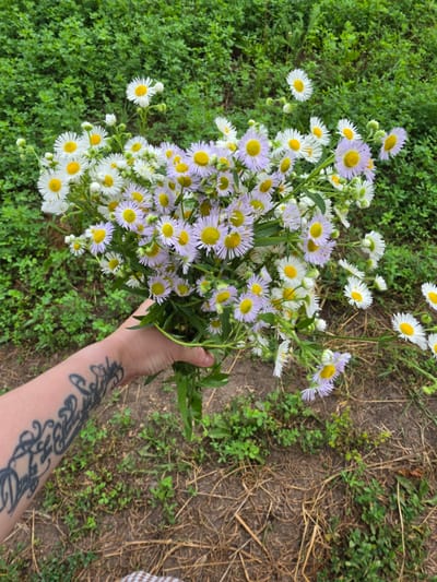 This media file shows a close-up, high-angle view of a bouquet of wildflowers being held by a person's arm with visible tattoos. The bouquet consists of numerous small daisy-like flowers, with white petals and yellow centers, interspersed with flowers that have pale purple or lavender petals. The flowers are fresh and appear to have been recently picked.
The setting is outdoors, with a backdrop of lush green grass on the left side of the image and dry, brown earth with some scattered dry grass and small green plants on the right. This suggests a natural, possibly rural or wild environment.
The person's arm, visible from the elbow down, is tanned and adorned with intricate black tattoos that cover a significant portion of the forearm. The hand is holding the bouquet, with fingers wrapped around the stems. The activity depicted is the holding and possibly the presentation of the bouquet of flowers.
There are no explicit indicators of the time of day or weather, but the lighting suggests it is daytime with natural light. The scene evokes a sense of connection with nature and the simple act of gathering wildflowers. No discernible text is visible in the image. The location context provided is Krasnochervonnyi, Russia.