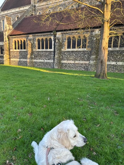A light-colored Golden Retriever is resting on a vibrant green lawn in the foreground. The dog is wearing a greenish harness and a pinkish-brown collar, lying on its left side with its head slightly raised, looking towards the right. In the background, a large historic stone building, identified as a church in Brentwood, United Kingdom, dominates the upper left and central portions of the frame. The church features grey, irregular stone walls with lighter stone banding, a reddish-brown tiled roof, and multiple prominent lancet-arch windows with lighter stone surrounds. A bare deciduous tree with a textured brown trunk stands to the right of the building, partially obscuring it, with its branches extending into the upper right corner. Low-angle sunlight illuminates the left facade of the church, the tree trunk, and specific areas of the grass, casting long shadows across the ground. The grass shows minimal scattered brown debris.