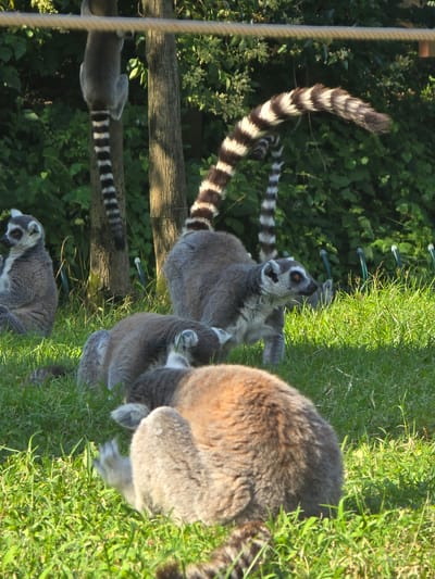 A group of ring-tailed lemurs are in an outdoor enclosure with lush green grass and trees. One lemur is hanging upside down from a rope, its tail visible. Another lemur with a striped tail arches its back, while a third lemur is partially visible in the foreground. The lemurs are in various positions, some sitting and some appearing to be grooming or resting. The environment suggests a sunny day with dappled light filtering through the trees. There are no people visible in the image. The location is not specified in Fuyang, China.