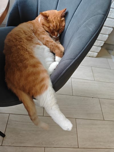 A ginger and white cat is asleep on a dark gray, upholstered chair. The cat is curled up on its side, with its head tucked in. Its tail hangs down the side of the chair and onto the floor, which is tiled. In the background, a wall of white bricks is visible. The image is a close-up, focusing on the cat and the chair. The overall impression is one of comfort and relaxation. The location is described as Боровский, Russia, though there are no visual cues in the image to confirm this.
