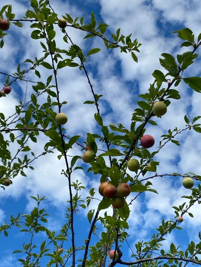 This is a photograph taken from below, looking up at a plum tree against a blue sky with scattered white clouds. The tree is laden with ripening plums, in various stages of color from green to reddish-pink. The branches are thin and dark, with green leaves, some of which appear to have holes. The scene is consistent with a natural setting, likely a garden or orchard, and could be located in or around Kushchovskaya, Russia, given the provided context. There are no people or animals visible in the image.
