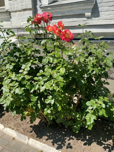 A close-up, eye-level shot showcases a vibrant rose bush in bloom, its branches laden with clusters of pink and orange roses, some fully open, others still in bud. The flowers are illuminated by bright sunlight, casting dappled shadows on the textured, reddish-brown soil surrounding the bush. The base of a weathered, light gray brick building, showing signs of age and peeling paint, forms the backdrop. The building has a projecting ledge or awning painted a darker gray, casting a shadow. The foreground features a paved area with light gray concrete curbing and brickwork, indicative of an urban setting. The scene is devoid of any people. The image quality is good, with clear details and natural colors, suggesting it was taken on a sunny day. The overall impression is one of urban nature, a splash of color against a utilitarian architectural element.