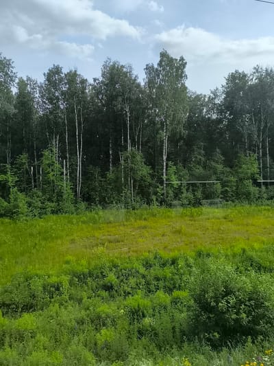 The image depicts a natural scene with a focus on vegetation and the sky. In the foreground, a dense field of green grasses and plants is visible, with patches of a lighter yellow-green hue suggesting dry or sunlit areas. Behind this field, a dense line of trees forms a dark green backdrop. The trees vary in height and type, with prominent white-barked birch trees interspersed among darker evergreens and deciduous trees. The canopy of the forest is thick, obscuring the ground beneath.

Above the trees, a pale blue sky is partially covered by soft, white clouds, indicative of an overcast or partly cloudy day. A thin, horizontal line, possibly a power line or cable, stretches across the middle ground, partially obscured by the foliage. The overall impression is one of a rural or semi-natural landscape on a cool, cloudy day. The location is identified as the city of Mikhailovsky, Russia.