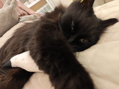 A black cat with long fur is lying on a light-colored surface, possibly a bed or sofa, with a stuffed toy under its front paw. The cat's head is resting on the toy, and its eyes are partially closed. The background is out of focus, but appears to be a domestic setting with pillows and blankets. The image does not contain information about the city of Kalmykovo, Russia.