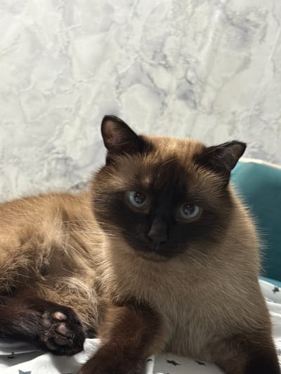 A Siamese cat with blue eyes and a dark brown face lies on a white and black star-patterned blanket. The background is a textured light-colored wall with a marbled pattern. A dark teal object, possibly a cushion or piece of furniture, is visible to the right of the cat. The image was taken indoors, with no discernible features indicating a specific city or country.