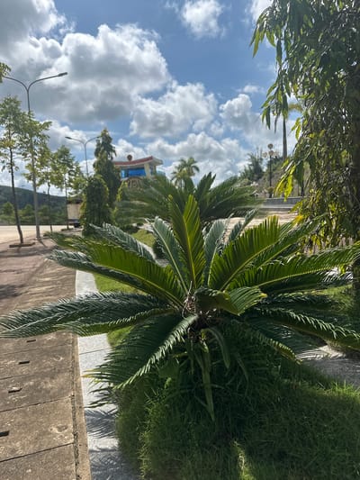 In Xayden, Laos, a scenic view unfolds with a prominent cycad plant in the foreground, its large, dark green fronds fanning out. Behind it, lush green grass carpets the ground. To the left, a paved walkway with distinct concrete slabs guides the eye towards the background, where several slender trees stand tall. Further in the distance, a distinctive building with a red roof and blue glass accents is visible, illuminated by the bright daylight. The sky above is a vibrant blue, adorned with fluffy white clouds, suggesting a pleasant day. The overall scene is one of natural beauty and architectural presence in an outdoor setting.