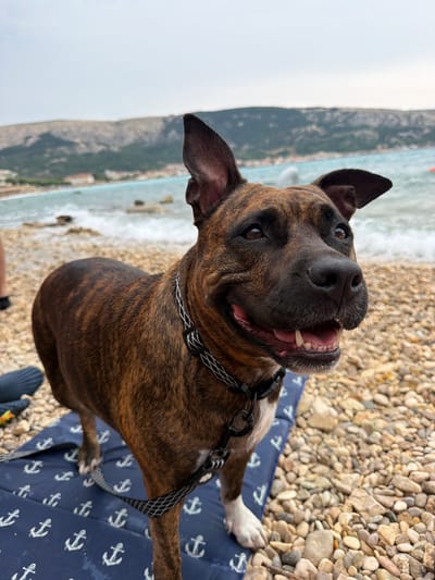 A brindle-colored dog stands on a blue mat with an anchor pattern on a pebbly beach. The dog is looking to the right, with its mouth open and tongue visible. Its ears are perked up. In the background, there is a body of water with waves, a town with buildings, and hills. The sky is overcast. This scene is located in Općina Baška, Croatia.