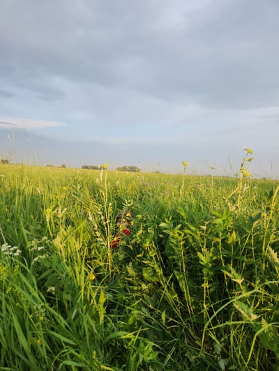 A young child with a brown hood and a red shirt peeks out from a dense field of tall green grass and wildflowers under a pale blue, cloudy sky. The child is partially obscured by the vegetation, with only their face and upper body visible. The field appears to be a natural landscape, possibly a meadow or grassland, with various types of plants and some small purple and yellow flowers interspersed within the greenery. In the distance, a treeline is visible on the horizon. The overall scene is characteristic of a rural or natural environment, possibly within or near the city of Atameken, Kazakhstan.