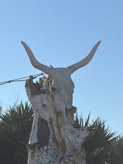 An upward-angled shot shows a sun-bleached animal skull mounted on a weathered post or tree stump against a clear blue sky. The skull, possibly bovine, has prominent horns that curve upward. Part of a palmetto tree is visible behind the post and skull. The location is Tarquinia, Italy.