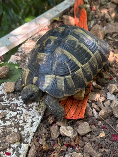 A terrestrial tortoise is positioned on uneven ground composed of rocks, soil, and dried organic matter. The tortoise's shell is dark brown with yellowish markings. Its head is visible, turned to the left, with dark eyes. Beneath the tortoise, an orange strap is partially visible, suggesting it might be secured or entangled. In the background, blurred foliage and a white structure are present. The overall scene appears to be an outdoor environment, likely a garden or natural area. There is no indication of the city of Kanjoši, Montenegro in the image.