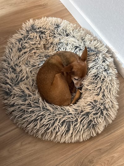 A small, tan-colored dog is curled up asleep on a round, plush pet bed with shaggy, gray and white fur. The dog is positioned in the center of the bed, with its head tucked in. The bed is placed on a light brown wooden floor. To the right of the pet bed, a white baseboard is visible against a light gray wall. The scene is indoors, likely in a residential setting. The image appears to be taken from a slightly elevated angle. There is no information available to determine the location in Vlasikha, Russia.