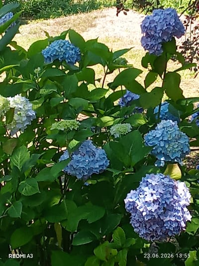 The image shows a close-up of a vibrant hydrangea bush, likely in bloom. Several large, spherical flower clusters dominate the frame, displaying various shades of blue and purple, with some lighter green and white buds also visible. The flowers are dense and intricate, composed of numerous small petals. Lush, dark green leaves surround the blooms, creating a rich, verdant backdrop. The background is softly blurred, suggesting a shallow depth of field, and appears to be an outdoor setting with dry, light-colored ground and some out-of-focus vegetation. The lighting suggests a sunny day, possibly mid-morning or afternoon, casting dappled shadows. There is no visible activity or people in the image, focusing solely on the natural beauty of the hydrangeas.
Visible text in the lower left corner reads "REDMI A3". In the lower right corner, a date and time stamp is visible: "23.06.2026 13:55". The context of "Pshap, Abkhazia" as a location suggests this image was taken in that region on the specified date and time.