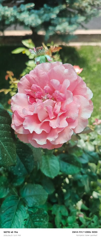 This is a close-up, vertical, eye-level shot of a pink rose in full bloom, set against a blurred background of green foliage and a hint of a pine tree's branches. The rose is the primary subject, with its layered petals showcasing a delicate gradient from a lighter pink on the edges to a deeper fuchsia in the center. Some of the inner petals appear slightly ruffled or unfurled. The lighting suggests it's daytime, possibly late morning or early afternoon, with soft light illuminating the flower. The overall mood is serene and natural, highlighting the beauty of the bloom.

Visible text in the image provides metadata: "NOTE 40 Pro" likely indicates the device used to capture the photo. The date and time are "2026.06.25 12:07 PM". Additional camera settings are listed as "23mm f/1.7 1/200s ISO53". The final line of text, "Nohijahoi tobei çumhurī", appears to be in a non-Latin script and its meaning is not immediately discernible without further context or translation. The location context of Roghun, Tajikistan, suggests this rose was photographed outdoors in a garden or natural setting within that region.
