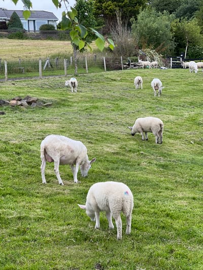 The image shows a flock of sheep grazing on a lush green grassy field in Mountcharles, Ireland. The sheep are of various sizes, with some appearing to be lambs. One sheep in the foreground is captured from behind, with a smudge of blue and pink dye on its wool, suggesting it has been marked for identification or sorting. Another sheep is in the middle ground, facing away from the camera and appears to be bending down to graze. In the background, more sheep are scattered across the field, some standing and others grazing.
The setting is a rural landscape, with trees visible in the far left of the frame, possibly bordering the field. A fence runs across the middle ground, separating parts of the field or marking its boundary. In the lower left corner, a section of a building with a grey tiled roof is visible, along with some green foliage. The overall impression is one of a peaceful, pastoral scene, likely taken during daylight hours with fair weather given the green and vibrant appearance of the grass. The sheep appear calm and engaged in their natural behavior of foraging. There is no visible text in the image.