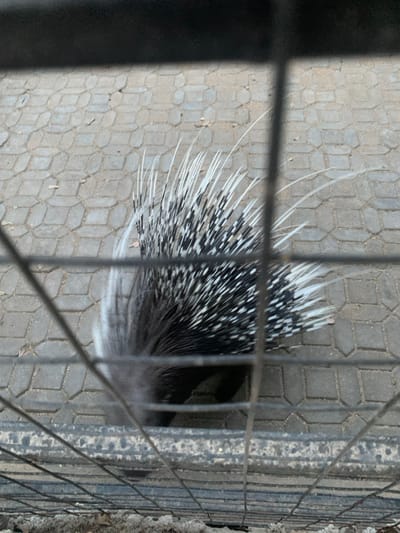 A porcupine is partially visible behind a dark metal cage. The animal displays black and white quills. The ground visible through the cage is composed of grey hexagonal pavers. The porcupine's body is partially obscured, with its tail and rear end visible. The image is shot at a downward angle.