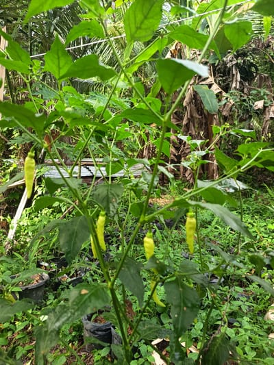 In Rayeukmatang, Indonesia, a close-up shot focuses on a chili plant in an outdoor setting. The plant is laden with several light green, elongated chili peppers. Lush green foliage surrounds the plant, with visible leaf textures and veins. In the background, a variety of tropical vegetation, including palm leaves and dried leaves, creates a dense and natural environment. Several black plastic pots are scattered around the base of the plant, some containing soil. A corrugated metal roof structure is partially visible in the mid-ground, suggesting the presence of a nearby dwelling or outbuilding. The lighting suggests an overcast or shaded day, with soft illumination highlighting the plant and its produce.