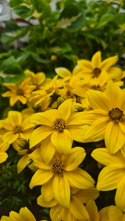 The image displays a close-up, vertical shot of several bright yellow flowers with dark brown centers. The flowers have multiple pointed petals and appear to be in bloom. The background is out of focus, with hints of green foliage. There are no people or buildings visible in the image. The scene is of a garden or natural setting. There is no information within the image to suggest its location in Jēkabpils, Latvia.