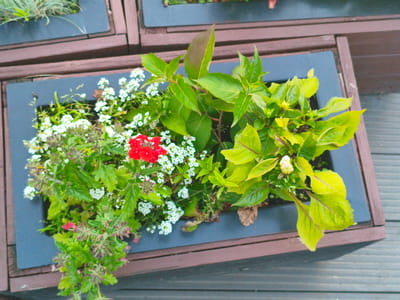 The image shows a close-up, top-down view of a rectangular planter box containing various plants. The planter is made of dark brown wood and has a dark gray inner lining. Inside, there is a dense arrangement of greenery, with clusters of small white flowers and a prominent clump of bright red flowers towards the left side. Some larger, light green leaves are also visible, particularly towards the right side and top of the planter. The planter box is situated on a surface that appears to be made of gray wooden planks. The overall scene is one of outdoor planting. The location is identified as Verkhnii Lars, Russia.