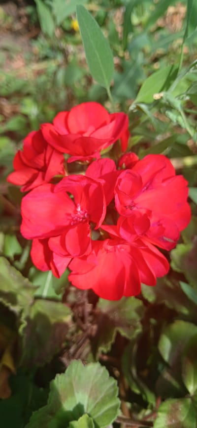 This is a close-up, vertical, outdoor photograph of a cluster of bright red geranium flowers. The flowers are in focus, with their petals clearly visible, exhibiting delicate textures and shades of red. Some of the flowers appear fully bloomed, while others are buds. Surrounding the flowers are green leaves, some of which are in focus and show serrated edges, while others are blurred in the background. The background also contains blurred greenery and hints of dry soil or mulch. There are no people or any man-made objects visible in the frame. The scene suggests a garden or natural setting. No specific location within Arkadak, Russia can be determined from the image itself.