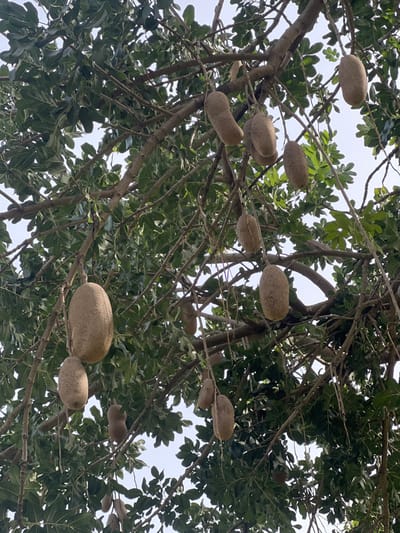 A low-angle view captures the canopy of a Kigelia africana, commonly known as a Sausage Tree, within the Hof Ashkelon Regional Council, Israel. The tree's brown branches are laden with numerous large, elongated, light brown, sausage-shaped fruits, each suspended by a long stalk. Dense clusters of green compound leaves are interspersed among the branches. A clear, light sky is visible through gaps in the foliage, forming the background. No individuals, animals, or artificial objects are present in the frame, and no actions or interactions are depicted.