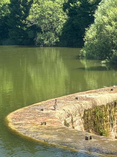 This image shows a body of green water with trees in the background. In the foreground, there is a stone structure with a duck standing on it. The stone structure appears to be part of a dam or waterfall. The water is calm and reflective, and the trees are lush and green. The duck is facing away from the camera and appears to be looking out at the water. The overall scene is peaceful and serene. The location is Coteaux du Lizon, France.