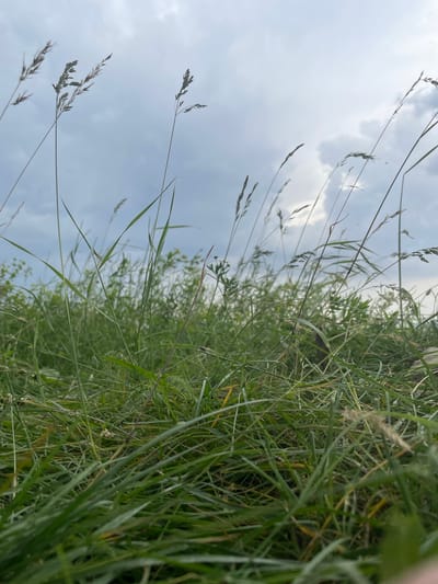 This is a low-angle shot of tall, green grass and some seed stalks swaying in the wind against a cloudy sky. The foreground is dominated by the dense grass, with some stalks leaning towards the camera. In the background, more greenery is visible, suggesting a natural or semi-natural environment. The sky is overcast with patches of bright white light filtering through the clouds. The image appears to be taken outdoors, in a grassy field, with no discernible urban elements of Khaidarkan, Kyrgyzstan. There are no people or any specific actions or interactions depicted.