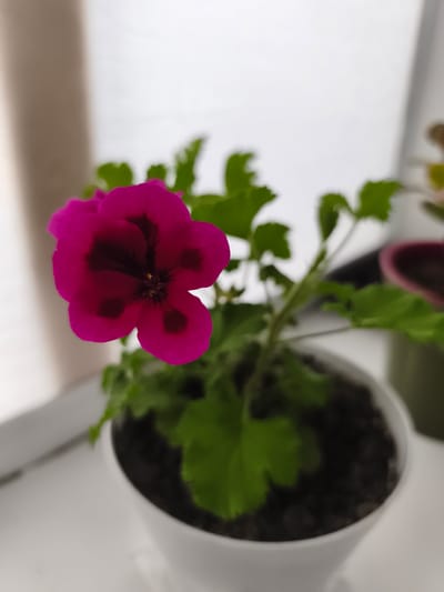 A close-up, eye-level shot focuses on a vibrant pink geranium flower with dark maroon markings on its petals. The flower is in bloom, with its delicate petals unfurled and a visible stamen in the center. It is growing in a white pot filled with dark soil. The plant's green leaves, some with serrated edges, are visible around the flower, providing a lush backdrop.
The plant is situated on a white surface, possibly a windowsill, as indicated by the bright, diffused light coming from the left, suggesting it is daytime. In the background, a blurry, pale curtain or window blind is visible, along with another out-of-focus plant in a reddish-brown pot to the right. The overall setting appears to be indoors, near a window, with a softly lit and tranquil atmosphere. The focus is sharp on the geranium, while the background is intentionally blurred, drawing attention to the beauty of the flower. The location is identified as Ocnița, Moldova. There is no visible text in the image.