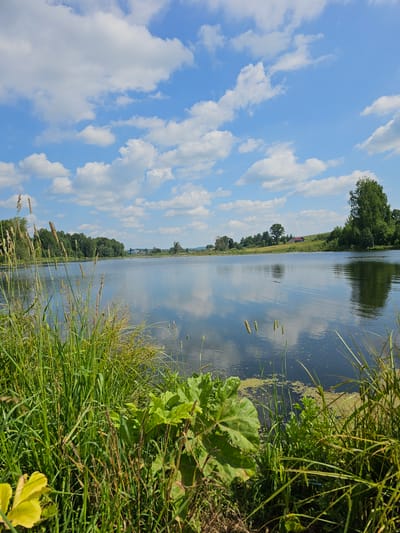 A wide shot of a calm lake on a sunny day, with a clear blue sky filled with fluffy white clouds overhead. The foreground is dominated by tall green grass and large leafy plants, with a few yellow leaves visible on the left. The lake's surface is smooth, reflecting the sky and the tree-lined horizon. Across the lake, a gentle green hill is dotted with trees and a few scattered houses, with one prominent house with a red roof visible. A large tree stands tall on the right side of the hill. The scene suggests a rural or semi-rural environment, possibly on the outskirts of Романята, Russia.