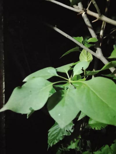 The image is a close-up, low-light photograph of a plant with green leaves and branches. The background is dark, suggesting it was taken at night or in a shaded area. There are no people or discernible structures of the city of Жалпақсай, Kazakhstan visible in the image. The focus is on the plant's foliage and branches.