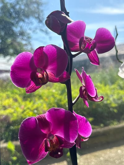 A vertical, medium shot captures a stem of vibrant magenta orchids in bloom. The orchids are backlit by sunlight streaming through a window, illuminating the delicate veins of their petals. The background is a blurred panorama of green foliage and a bright blue sky, suggesting an outdoor setting or a view from an elevated position. The overall impression is one of natural beauty and tranquil illumination, with the precise location in Veselina, Bulgaria, being impossible to determine from the visual information provided.
