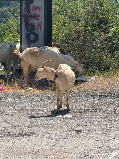 In Bukovik, Montenegro, a herd of goats is gathered near a concrete post covered in red graffiti. The goats, primarily light-colored, are standing on a gravelly surface. One goat in the foreground, wearing a bell around its neck, is looking to the left. In the background, lush green foliage forms a dense natural setting. There are no people visible in the scene, and the environment appears to be a rural roadside.