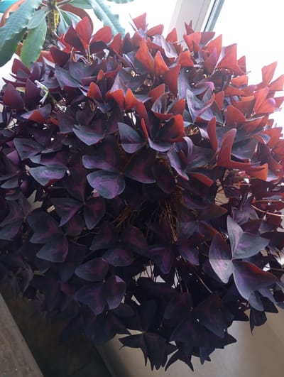 The image is a close-up, indoor shot of a lush, dense Oxalis triangularis plant, also known as a false shamrock or butterfly plant. The plant is predominantly a deep, rich purple, with some leaves showing vibrant red undersides that catch the light, creating a striking contrast. The heart-shaped, triangular leaves are clustered together, forming a voluminous display. Some of the leaves are partially folded, giving them a winged appearance. The background is softly blurred, with hints of a light-colored wall and what appears to be a window frame, suggesting the plant is situated near a light source, possibly a window. A smaller, green-leafed plant is visible in the upper left corner, out of focus. The image does not contain any people, actions, or interactions. There is no discernible information within the image to suggest its location in the city of Ararat, Armenia.