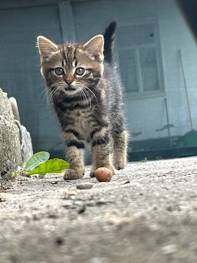 An indoor tabby kitten stands on a concrete surface in front of a building with blue siding. The kitten is facing forward, with its mouth slightly open. To the left of the kitten, there is a rough concrete structure and some green leaves. To the right of the kitten, there is a small, round object, possibly a nut or a small fruit. The background shows a portion of a building with a window. The lighting suggests it is daytime. The image does not contain any identifiable landmarks or elements that would allow for its specific location to be determined within the city of Prokhladny, Russia.