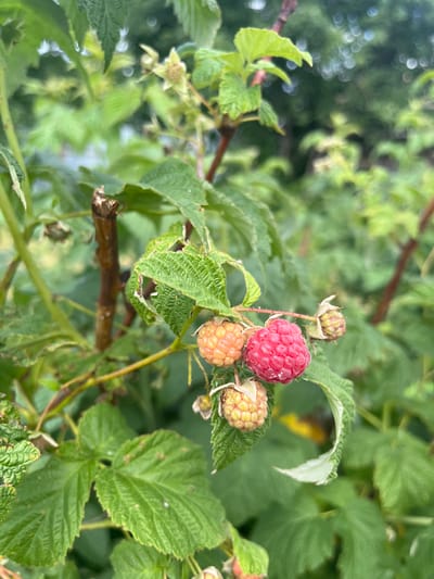 A close-up, vertical, eye-level outdoor shot captures a raspberry bush with several ripening berries. A single bright red raspberry is prominent in the center-right of the frame, surrounded by several smaller, pale orange to yellow raspberries, and a few green, unripe berries. The berries are clustered on a thin, woody stem, with numerous large, textured green leaves filling the foreground and midground. The background is softly blurred, showing more greenery and hints of diffused light, suggesting an overcast or shaded day. The overall impression is one of natural growth and the beginning of a harvest. The location is stated to be in the city of Сухринское, Russia. There are no people or animals visible in the image.