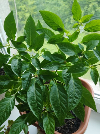 In the city of Drezna, Russia, a potted pepper plant with vibrant green leaves and small white flowers is positioned on a windowsill. The plant is in a brown plastic pot filled with dark soil. Beyond the plant, a window is visible with a light-colored screen, and behind the screen, blurred green foliage indicates an outdoor environment. The lighting suggests it is daytime, with natural light illuminating the scene. There are no people or animals present in the image.