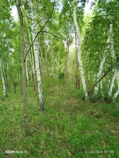 This is a landscape photograph of a birch forest in Kostychevka, Kazakhstan. The image is dominated by the distinctive white trunks of birch trees, interspersed with lush green foliage and undergrowth. Sunlight filters through the canopy, creating a dappled effect on the forest floor, which is covered in grass and fallen leaves. The overall impression is one of a serene and natural environment.

There are no people or specific objects that stand out in the scene, other than the trees themselves. The activity taking place is simply the static state of a forest. The time of day appears to be morning, suggested by the bright, diffused light. The weather appears to be pleasant, with ample sunlight indicating fair conditions. There are no specific emotional cues conveyed by the image, other than a sense of natural tranquility.

Visible text in the image includes "REDMI Note 13" in the bottom left corner and "01.07.2026 09:40" in the bottom right corner, indicating the device used to capture the photo and the date and time it was taken.