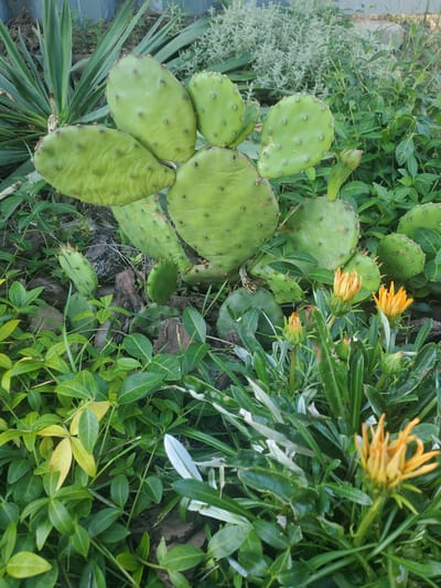 This image captures a close-up view of a prickly pear cactus with vibrant green pads. Several pads are visible, some larger and more mature, others smaller and new growth. Tiny brown spines are scattered across the pads. Interspersed with the cactus are bright orange flowers, some in full bloom and others as buds. The surrounding vegetation consists of lush green leaves and some lighter-colored, grass-like plants. The ground appears to be covered with mulch or wood chips. The scene is set outdoors, likely in a garden or park. The specific location is the city of Chornomors'ke, Ukraine. There are no people or animals present in the image.