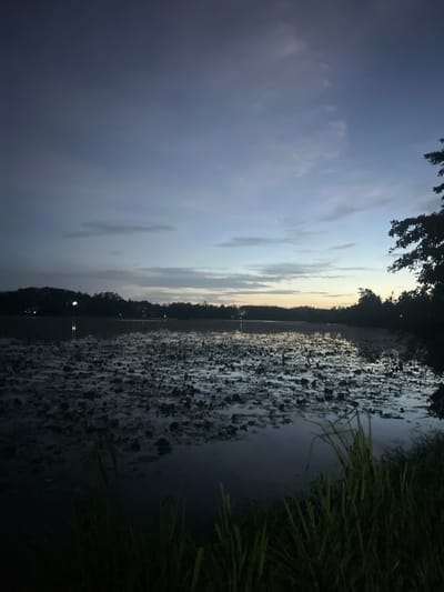The image presents a panoramic view of a large body of water, likely a lake or pond, in Moodugamuawa, Sri Lanka, captured during late dusk or early night. The sky occupies the upper two-fifths of the frame, displaying a gradient from deep indigo-grey overhead to lighter blue-grey and a faint orange-yellow hue along the horizon on the right, indicating the last remnants of twilight. Wispy, indistinct clouds are scattered across the sky, and a small, bright crescent shape, consistent with a faint moon or a bright star, is visible in the upper mid-right section.
The middle ground is dominated by the body of water, its surface extensively covered by numerous dark, rounded objects, identified as water lily pads or similar aquatic vegetation. These elements reflect the minimal ambient light from the sky. The far bank is delineated by a dense, dark silhouette of trees and foliage, extending across the entire width of the image. Several distinct points of artificial light, likely from distant buildings or streetlights, are visible along this distant shoreline, casting subtle reflections on the water.
The immediate foreground on the right side of the image features a cluster of dark green grass and reeds, partially obscuring the water's edge. The overall lighting is dim, emphasizing silhouettes and soft reflections. No human figures or animal life are discernible within the frame, and no specific actions or interactions are depicted.