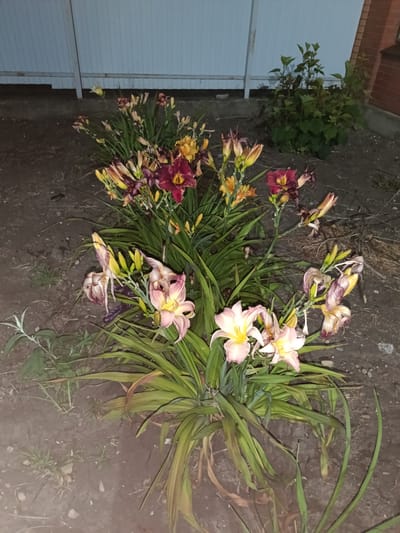 In Novotitarovskaya, Russia, an outdoor nighttime scene features a bed of daylilies. The flowers display a range of colors, including deep reds, oranges, and pale pinks with yellow centers. Some blooms appear wilted or past their prime, while others are vibrant. The flowers are planted in dark soil, with green, grass-like foliage dominating the foreground. In the background, a light-colored fence or wall runs horizontally, with a glimpse of a red brick structure on the far right. A small, leafy green bush is situated between the fence and the flowers. The lighting suggests it is dusk or night, with artificial light illuminating the scene.