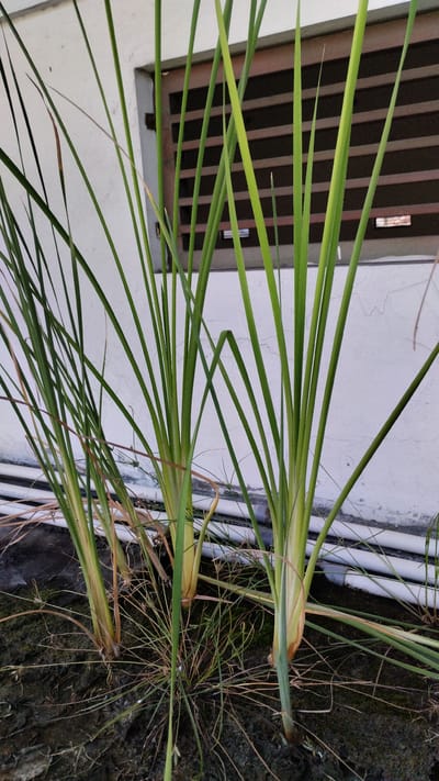This is a photograph taken outdoors in the city of Tanjungsari, Indonesia. The image features a close-up view of several tall, green grass-like plants with long, slender leaves. The plants are growing in dark soil, with some dry grass and roots visible at their base. In the background, there is a white wall with a window that has horizontal brown louvers. Two white pipes run horizontally along the base of the wall. The lighting suggests it is daytime, possibly overcast. There are no people or animals present in the image.