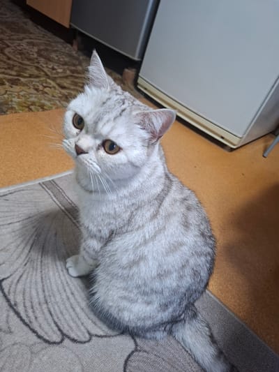 A silver tabby cat with striking amber eyes is the sole subject of this media file. The cat is positioned on a patterned rug, with a portion of its body visible from the head to the tail. Its fur displays a classic tabby pattern of light grey and darker silver stripes. The cat is looking directly at the camera, with its head slightly tilted, suggesting curiosity or attention. Its ears are perked up, and its whiskers are prominent.
The background consists of a warm, orange-toned floor and a light-colored appliance, possibly a refrigerator or a washing machine, partially visible on the left. The lighting appears to be indoor, with no specific time of day or weather conditions discernible. The setting suggests a domestic environment, likely a home.
The overall mood conveyed by the image is one of quiet observation. The cat's direct gaze and alert posture are the most notable details. No text is visible in the image. The location context provided, Jitiqara, Kazakhstan, adds a geographical element to the scene, though there are no specific visual cues within the image to confirm this location. The photograph is taken from a high angle, looking down at the cat.