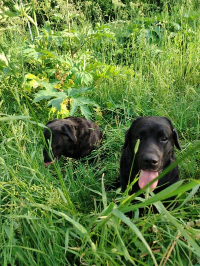 In a grassy area in Рассвет, Russia, two black Labrador Retrievers are partially visible amidst tall green vegetation. The dog in the foreground is looking directly at the camera with its tongue sticking out. The second dog is positioned behind and to the left of the first, with its head down, appearing to be sniffing the ground. The background consists of dense green foliage, including large, broad leaves. The lighting suggests it is daytime, possibly late afternoon due to the soft sunlight.