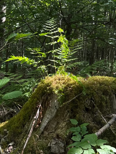 The image depicts a sun-dappled forest scene in the municipality of Stammham, Germany. In the foreground, a moss-covered tree stump serves as a platform for several vibrant green ferns. The stump itself is textured with rough, aged wood. The surrounding environment is dense woodland, with a canopy of leaves overhead casting shadows and allowing shafts of sunlight to illuminate parts of the forest floor and the ferns. The overall impression is one of natural growth and the quiet beauty of a forest ecosystem. There are no people or animals visible in the image.