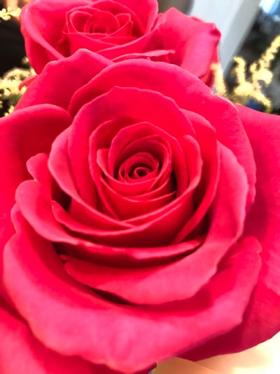 This image is a close-up, high-angle shot of two red roses. The rose in the foreground is larger and in sharp focus, displaying its intricate petal structure and deep red color. The second rose, slightly out of focus and positioned behind the first, is also red and partially visible. The background is dark with blurry, out-of-focus yellow lights, suggesting an indoor setting at night. The overall impression is one of floral beauty and focus on the texture and form of the roses. There is no discernible information within the image to indicate the location in Barrie, Canada.