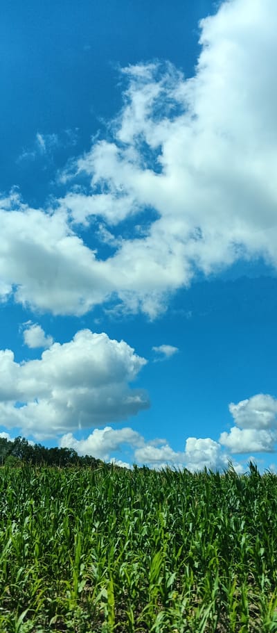 A vertical shot captures a bright blue sky dotted with fluffy white clouds, a stark contrast to the vibrant green cornfield filling the lower half of the frame. The corn stalks stand tall and dense, their leaves reaching upwards towards the sky. A line of dark green trees forms a subtle horizon against the sky, suggesting the edge of the field. The scene is set in Mala Smilyanka, Ukraine.